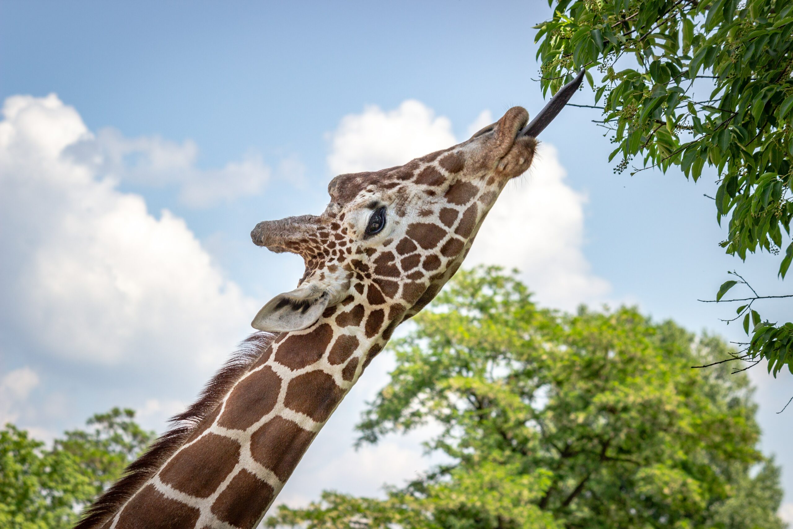 Detroit Zoo